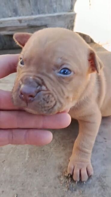 İtlər: Pitbul, 1 ay, Erkek, Peyvəndli, Pulsuz çatdırılma — 1