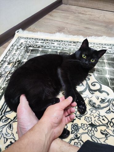британская кошка рыжая: Отдам в хорошие руки🐈‍⬛ Ласковая домашняя кошка с гладкой