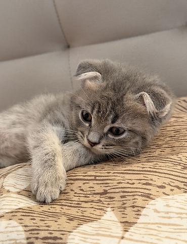 Кошки: Шотландская, Самка, Бесплатная доставка, Самовывоз — 3
