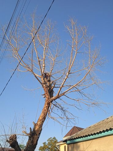 Спил деревьев, заготовка дров: Пилью деревья Профессионально оперативно быстро спил любой сложности — 12