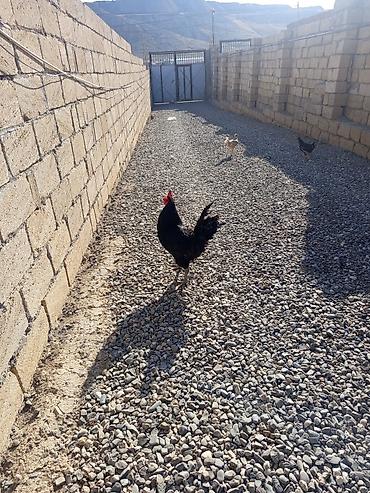 bakida cins ineklerin satisi: Salam Avusduroluq Xoruzu satılır tam sağlamdır heç bir xəsdəliyi — 5