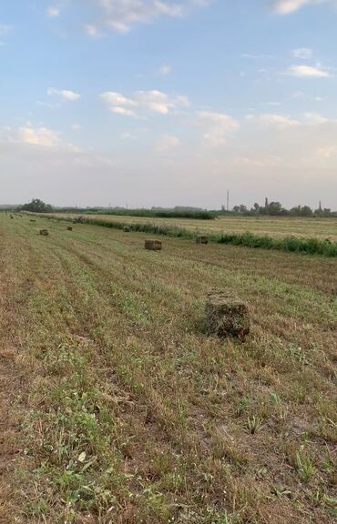 айдоо жер сатылат: 6 соток, Айыл чарба үчүн, Кызыл китеп