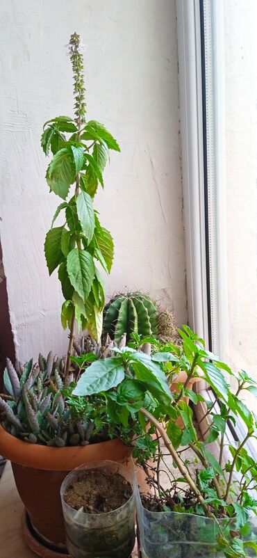 Toxumlar: Растения на заказ и в продаже кому интересно пишите -da lalafo.az — 11 Toxumlar: Растения на заказ и в продаже кому интересно пишите — 11