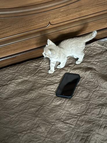 котята свинкс: Мальчик — 2