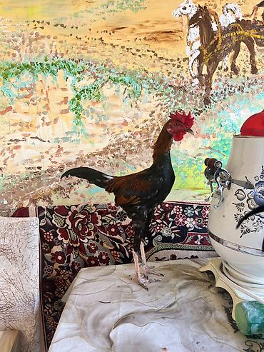 varli ata kasib ata: Moderngame dekarativ 2 beçə 1 fərə 6 aylıgdılar çox gözəldilər — 3
