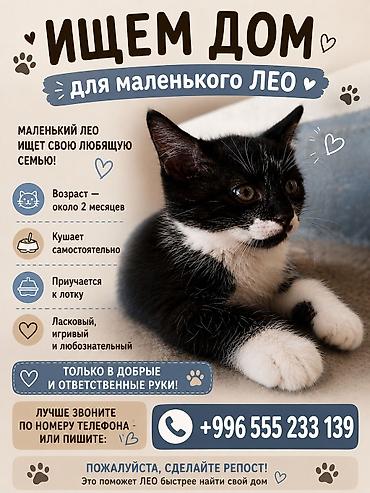 мечит: Ищет дом маленький Лео! 🖤🤍 Этот очаровательный чёрно-белый мальчик — 1
