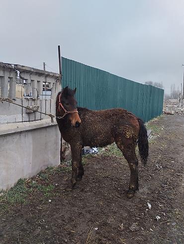 Лошади, кони: Продаю | Жеребец | Полукровка | Рабочий | Племенные — 8