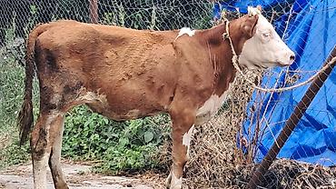 sud veren inek satilir: Beş aylıq təmiz qan smental düyə satılır — 6