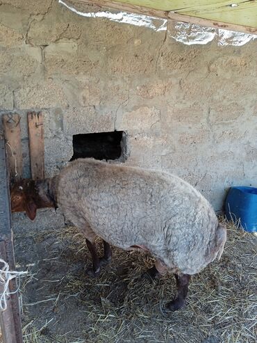 Бараны, овцы: Самец, Qala, лет: 2, 90 кг, Для разведения, Самовывоз