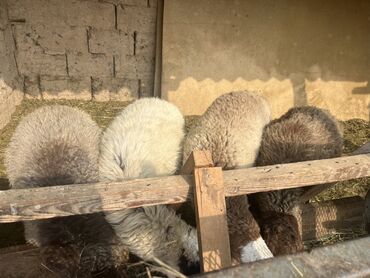 сирийский хомяк купить: Продаю | Баран (самец) | Для разведения