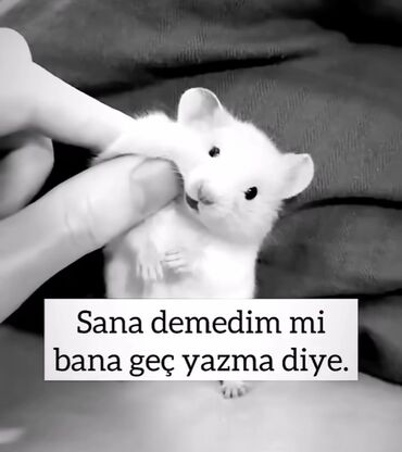 dönerci iş ilanları: Vəkil köməkcisi axtariram (xanım)