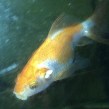 Рыбы: ЗОЛОТЫЕ РЫБКИ 

5-8 сантиметров 
150 сом одна рыбка
р. Ново-Покровка — 9