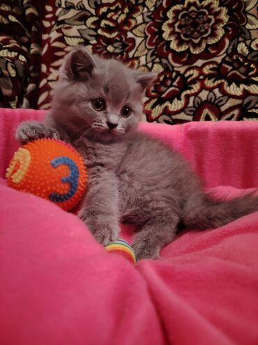 Pişiklər: Britan, Dişi, Yaxşı əllərə, Pulsuz çatdırılma — 9