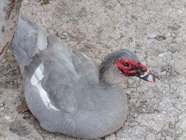 Ördəklər: LAVANDA lal ördekler. 8 aylıq erkeylerdi .damazdiq heyvanlardi.temiz — 1