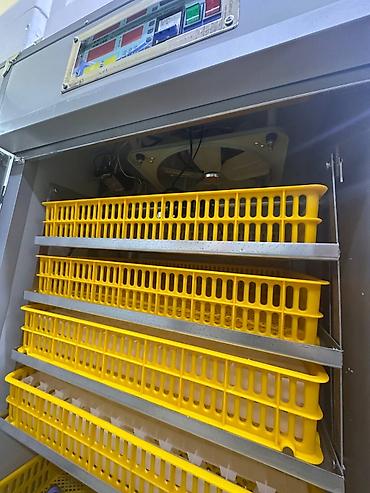 Товары и оборудование для с/х животных: Инкубатор Промышленный 352 жумуртка полынй автомат . Инкубатор 1056 — 4