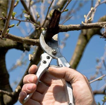 Другие комнатные растения: 🌿 Обрезка плодовых деревьев