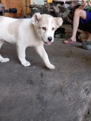 животные собаки: Продается щенок азиата(алабай). 2 мес кобельс документами привит