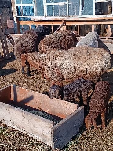 Баран, овца: Продаю | Ягненок | На забой | Племенные — 14