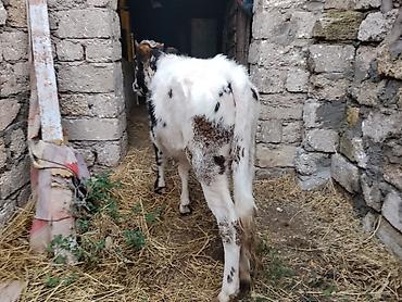 iri it cinsi: 7 aylıq dişi dana satılır 60 kq təmiz əti var bordağa yarıyır tam — 5