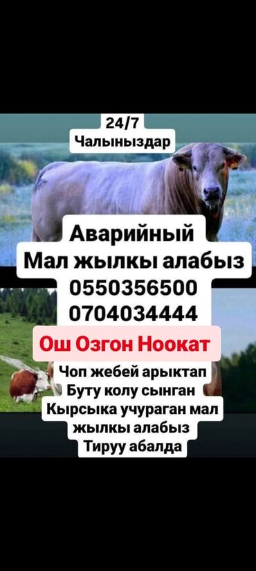 хомяк домашний купить: Сатып алам | Уйлар, букалар, Эчкилер, текелер, Жылкылар, аттар | Күнү-түнү, Бардык шартта, Союлган