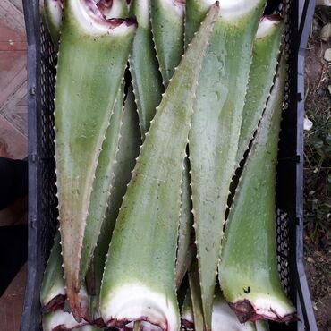 Aloe: Tebii aloe vera Barbadensis yarpagi 9-10 illik yarpaglar