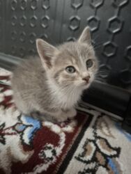 кошка в добрые руки: Срочно заберите котёнка не могу у себя держать сам кушает к туалету