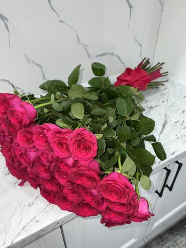 бордюрные розы купить бишкек: Семена и саженцы Роз, Бесплатная доставка