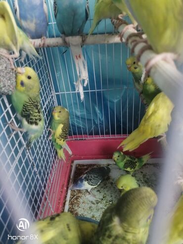 Tutuquşları: Papuqaylar 9azn Papuqay qəfəsləri 9azn Təzə qəfəslərdi 9-azn -da lalafo.az — 16 Tutuquşları: Papuqaylar 9azn Papuqay qəfəsləri 9azn Təzə qəfəslərdi 9-azn — 16