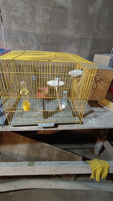 Tutuquşları: Cex cütlük altında 4 balasi ilə qefes yuva hər bir şeyli hazır quslar — 10