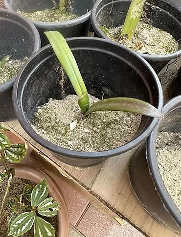gul cicek: Qırmızı Amaryllis (Hippeastrum) soğanağı – qablarda əkilmiş gənc — 1