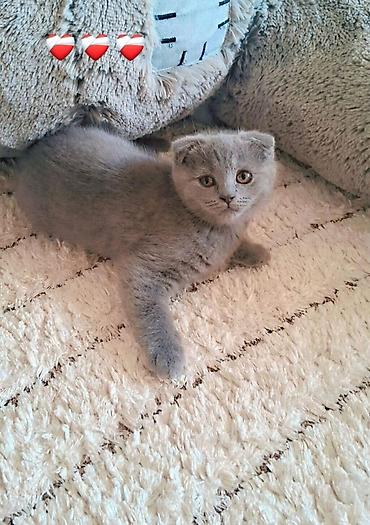 Кошки: Шотландская вислоухая — 4
