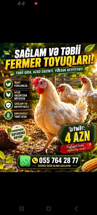 gubrə satışı: Kənd toyuğu Toyuq Bütöv, Topdan — 2