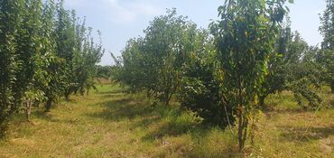 yaşmada torpaq qiymeti: 106 sot, Kənd təsərrüfatı, Kupça (Çıxarış)