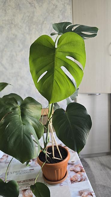 тещя: Домашние комнатные растения в горшках: 1) Сансевиерия (Sansevieria — 4