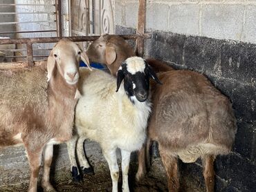 Баран, овца: Продаю | Ягненок | Для разведения | Племенные — 7