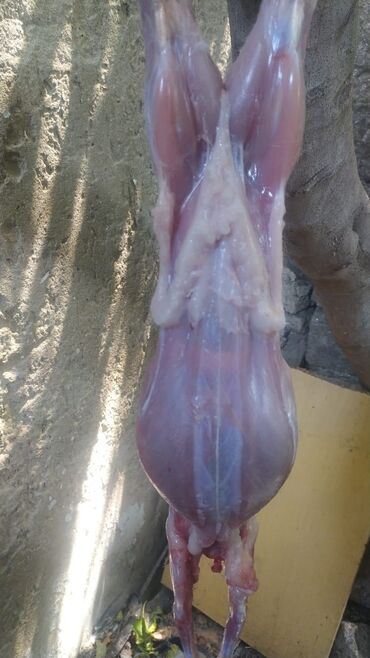 Ət: Dovşan eti halal kesilmiş halal ceki 1 ededi gelir 1k.800q. 1k.500q -da lalafo.az — 5 Ət: Dovşan eti halal kesilmiş halal ceki 1 ededi gelir 1k.800q. 1k.500q — 5