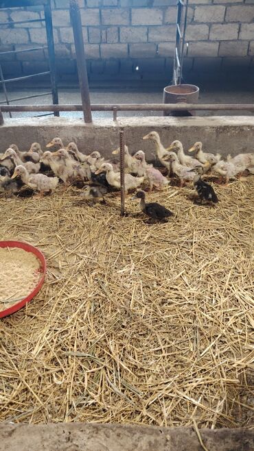 Ördəklər: Səsli Pekin ördək balaları və lal ördək balaları 1 ay, 40, 60, ve 80 -da lalafo.az — 7 Ördəklər: Səsli Pekin ördək balaları və lal ördək balaları 1 ay, 40, 60, ve 80 — 7