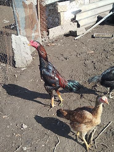 Куры, петухи: Продаю | Петух | Бойцовая | Для разведения — 1