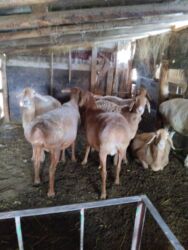 домик для кот: Сатам | Ургаачы кой (ургаачы), Козу, Кочкор (эркек) | Арашан lalafo.kg да домик для кот: Сатам | Ургаачы кой (ургаачы), Козу, Кочкор (эркек) | Арашан