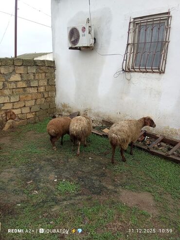 Qoyunlar, qoçlar: 3 qoyun 1 quzu satılır biri ana baladir dişi bala ilə kom 1.150 — 4