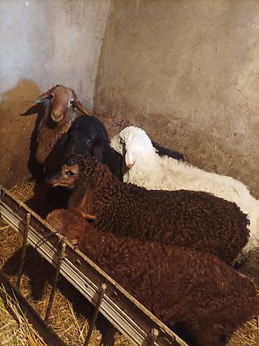 Баран, овца: Продаю | Ягненок | Для разведения — 12