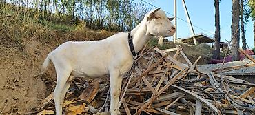 котные: Продаю | Коза (самка) | Зааненская | Для разведения, Для молока | Племенные, Котные — 1