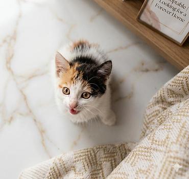 Кошки: . Отдаётся только в добрые и ответственные руки, которые готовы — 2