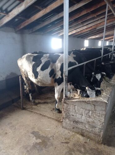 Коровы, быки: Продаю | Корова (самка) | Полукровка | Для разведения, Для молока — 10