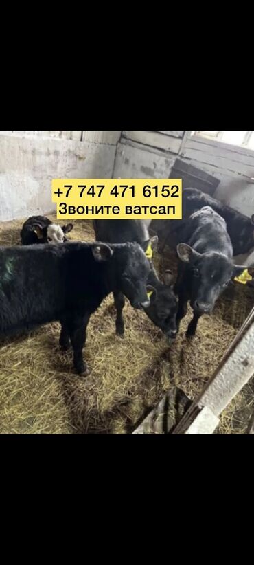 продаю телята: Бычки телята телочки коровы бычки коровы аегус бычки швлвт фото ватсап
