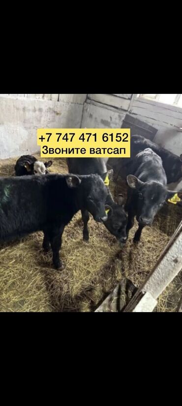 я ищу корову: Телочки коровы бычки коровы аегус бычки фото ватсап