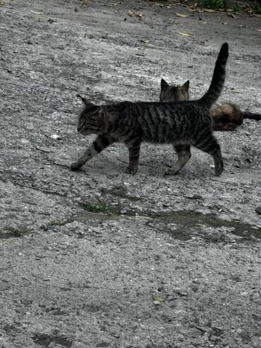 Отдам даром кошку: Кошка даром: Беспородная, Девочка — 9