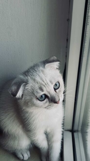 американский вислоухий кот: Шотладская вислоухая