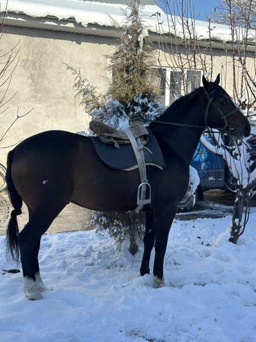 Лошади, кони: Продаю | Конь (самец) | Рабочий — 6