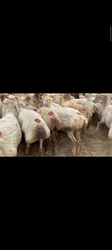 satilik inekler: 15 iyun 500 baş qaradolaq sortu satılır əlaqə nömrəsi 0517493184